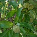 Cornus capitata Hostoa