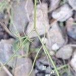 Ptychotis saxifraga Likasa