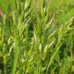 Bromus hordeaceus Цвят