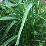 Fritillaria meleagris Leaf