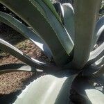 Agave salmiana Blatt