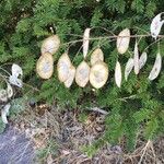 Astragalus penduliflorus ഇല