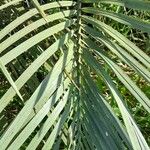 Butia paraguayensis Hoja