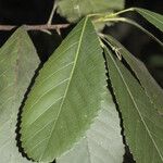 Cleidion velutinum Leaf