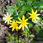 Ranunculus ficariaFlower