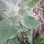 Verbascum pulverulentum Leaf