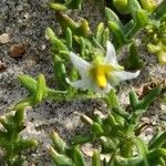 Solanum triflorum Õis