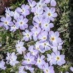 Phlox diffusa Flower