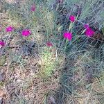 Dianthus sylvestris ᱛᱟᱦᱮᱸ