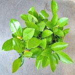 Citrus japonica List