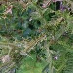 Cirsium vulgare Листок
