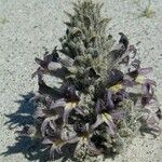 Orobanche cooperi Облик