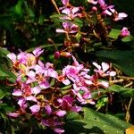 Tibouchina fraterna