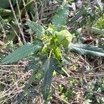 Pavonia hastata Leaf