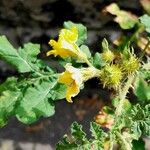 Solanum rostratum Flower
