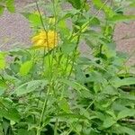 Rudbeckia laciniata 葉