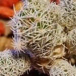 Mammillaria gracilis Hostoa