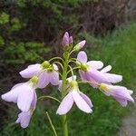 Cardamine pratensisBlodyn