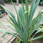 Beschorneria yuccoides Hábito