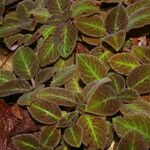 Episcia lilacina Hoja