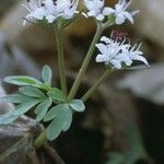 Erigenia bulbosa 花
