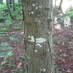 Dacrydium cupressinum Bark