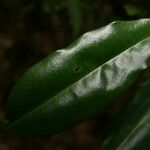 Qualea rosea Hoja