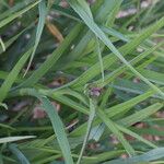 Tradescantia ohiensis Folio