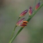 Panicum simile Flower