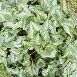 Cyclamen repandum Leaf