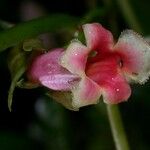 Drymonia warszewicziana 花