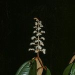 Miconia argyrophylla Flower
