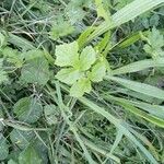 Heracleum sibiricumLeaf