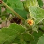 Abutilon theophrasti Blomst