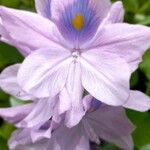 Pontederia crassipes Flor