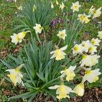 Narcissus bicolor Habit
