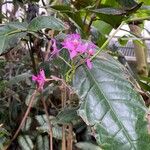 Epidendrum secundum Flor