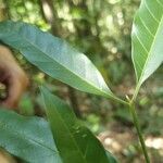 Talisia carinata Лист
