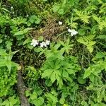Ranunculus platanifolius Flower