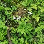 Ranunculus platanifoliusFlower