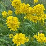 Sisymbrium austriacum Flor