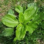 Plantago rugelii Folha