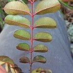 Zanthoxylum punctatum Leaf