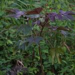 Jatropha gossypiifolia Costuma