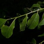 Myroxylon balsamum ഇല