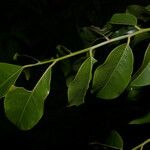 Myroxylon balsamum Blad