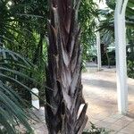 Dypsis decaryi 树皮