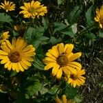 Helianthus grosseserratus Квітка