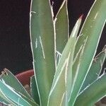 Agave toumeyana Frunză