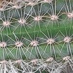 Echinocereus poselgeri ᱪᱷᱟᱹᱞᱤ